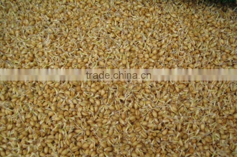 WHIR Saudi Arabia with SASO certificate hydroponic hydroponics cultivation for growing fodder grass,barley,wheat