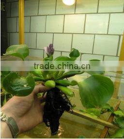 Rectangular Shape greenhouse 300w Plant Growing Lamp