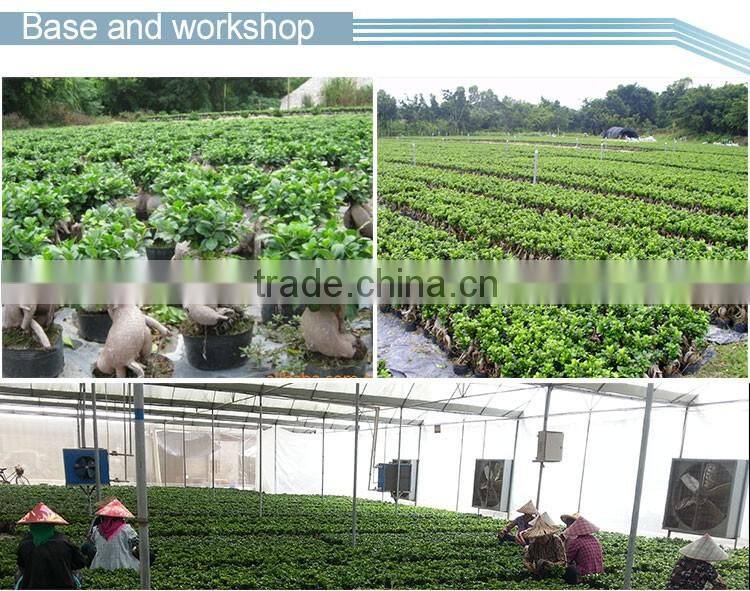 Natural Plants evergreen bonsai tree