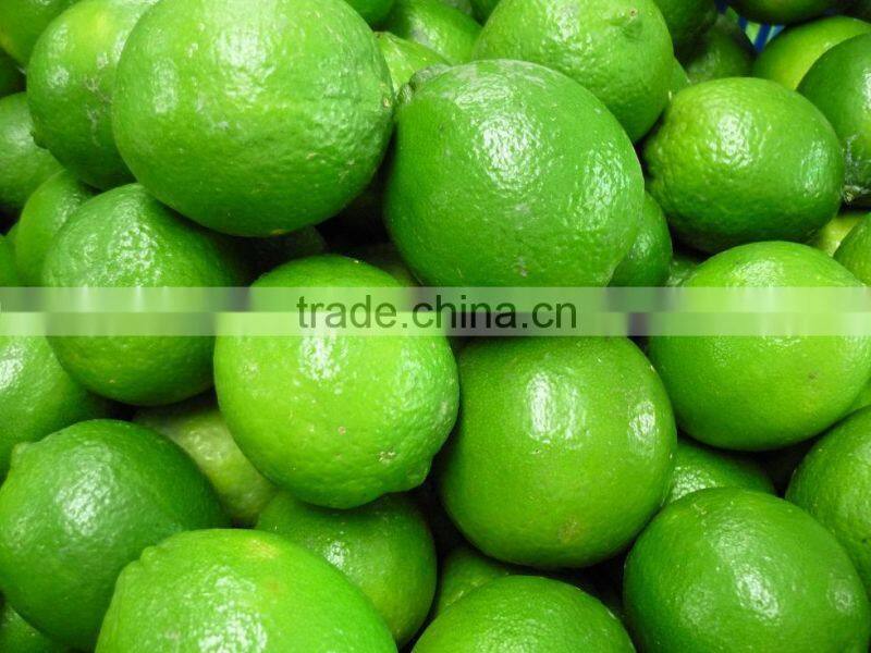 Fresh Lime Top Quality
