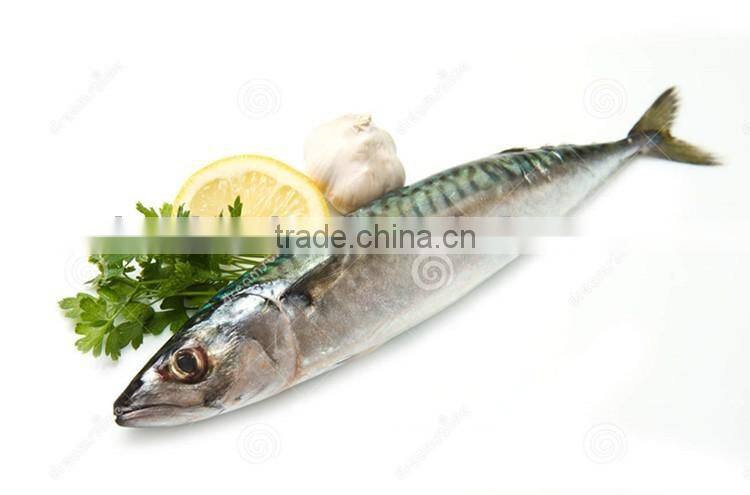 425g OEM choice quality canned mackerel in brine