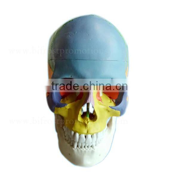 Life Size Plastic Medical Anatomical Skull Model