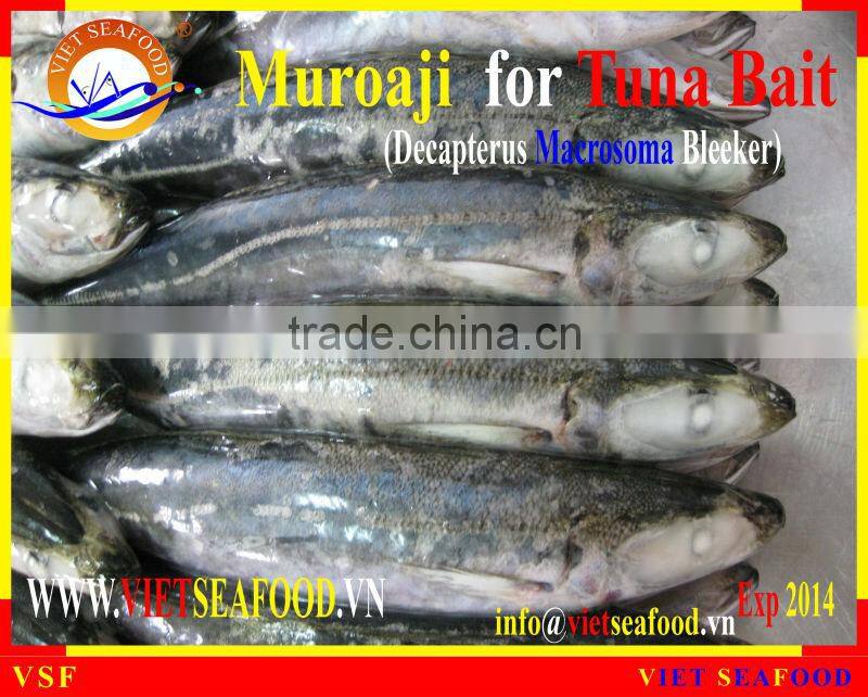 FROZEN W/R MUROAJI FOR TUNA BAIT