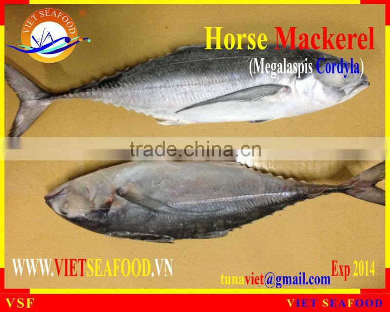 FROZEN W/R HORSE MACKEREL