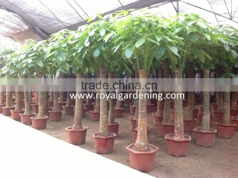 Pachira aquatica ( Pachira macrocarpa ) 60cm