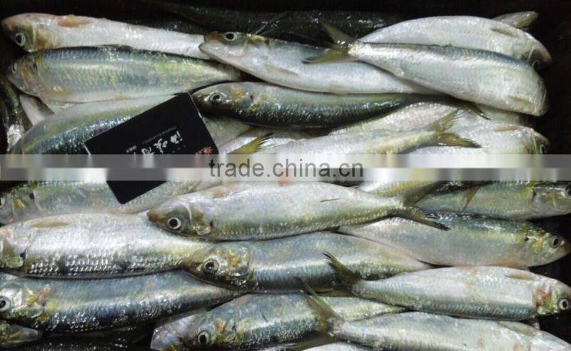 Frozen Sardina Melamosticta Frozen Fresh Sardine