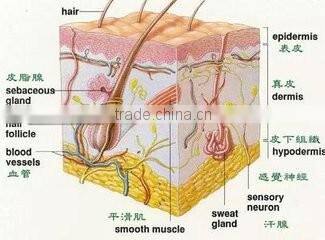 Imported face lifting wrinkle removal skin whitening mesogun u255 with bottom price