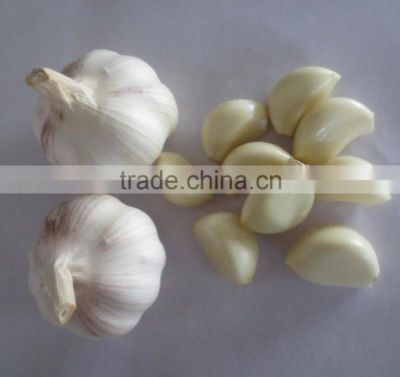 Chinese high quality fresh pure white garlic fresh ginger and garlic