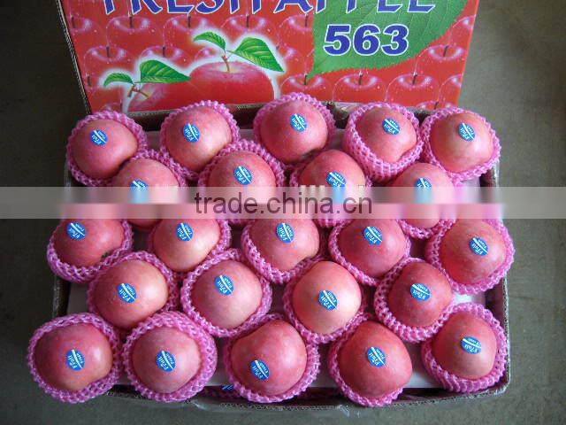 Fresh Fuji Apple Supplier in China