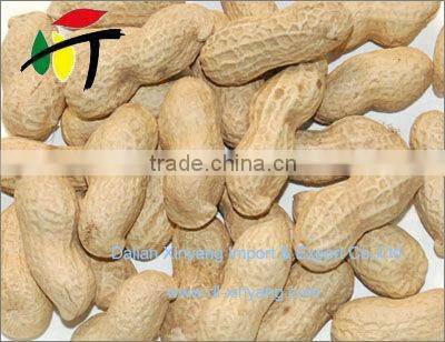 Wholeslae groundnut salted chinese roasted red skin peanuts