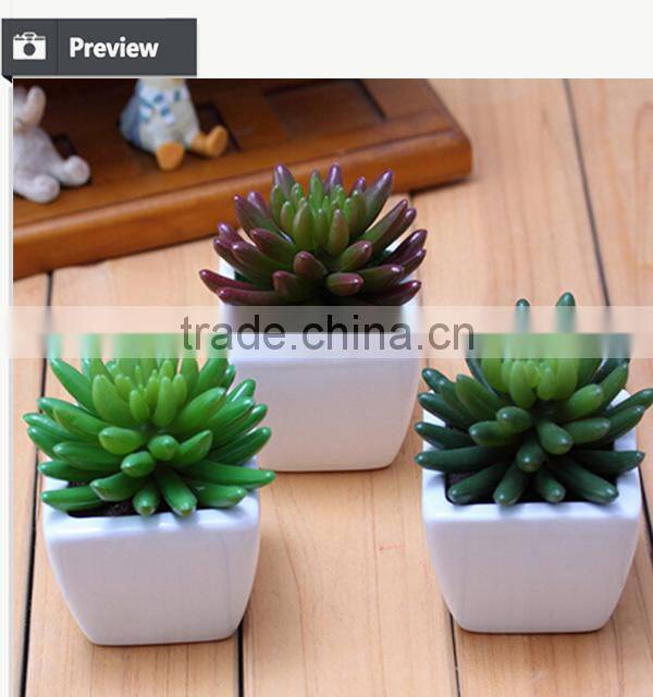 Wholesale alibaba china succulent plants with pots