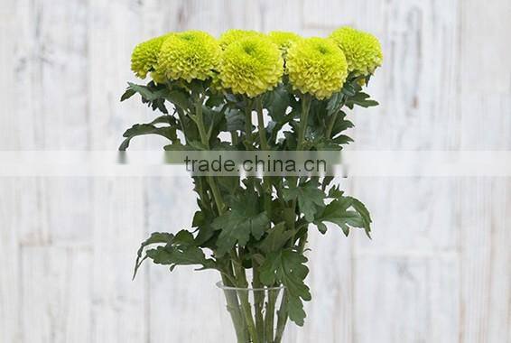 Top Sell Fresh Cut Flower Home& Party Decoration Chrysanthumum Flower Mini Bud Size Flowers From Yunnan