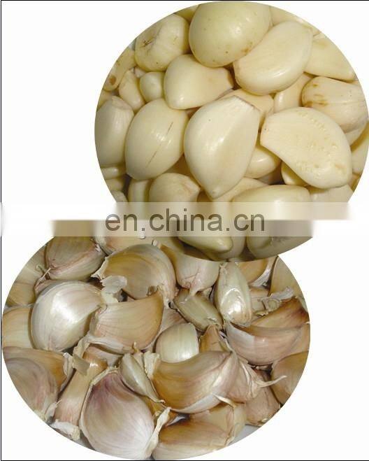 garlic separating and peeling machine Type and New Condition garlic separating and peeling machine