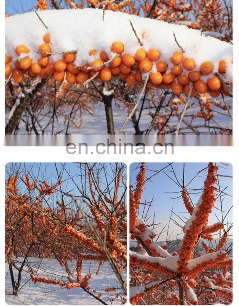 sea buckthorn frutit powder for juice usage