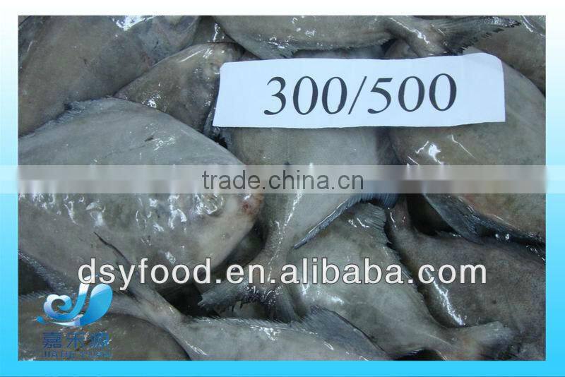 Frozen whole black pomfret fish