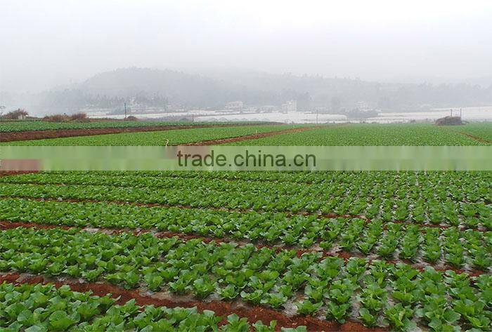 chinese brands cabbage fresh green cabbage sour cabbage