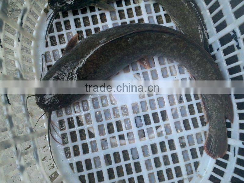 Frozen Catfish Exporters // Frozen Catfish Whole Round