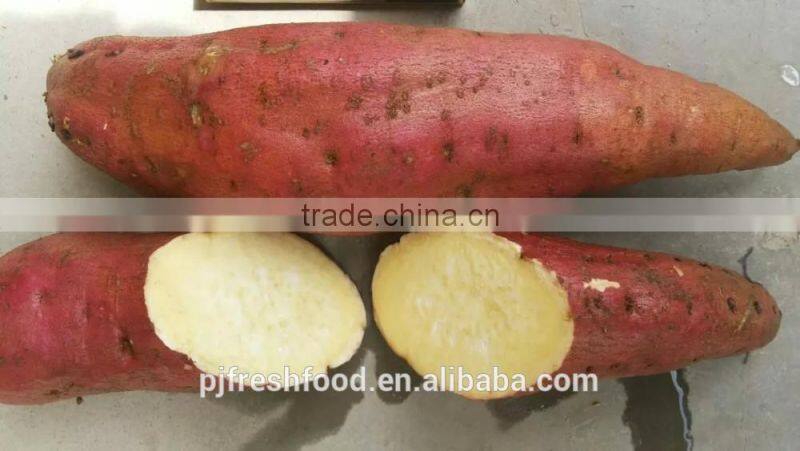 Fresh Sweet Potato Yellow Potato