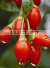 BNP certified organic Top Quality & 100% Natural Goji Berries