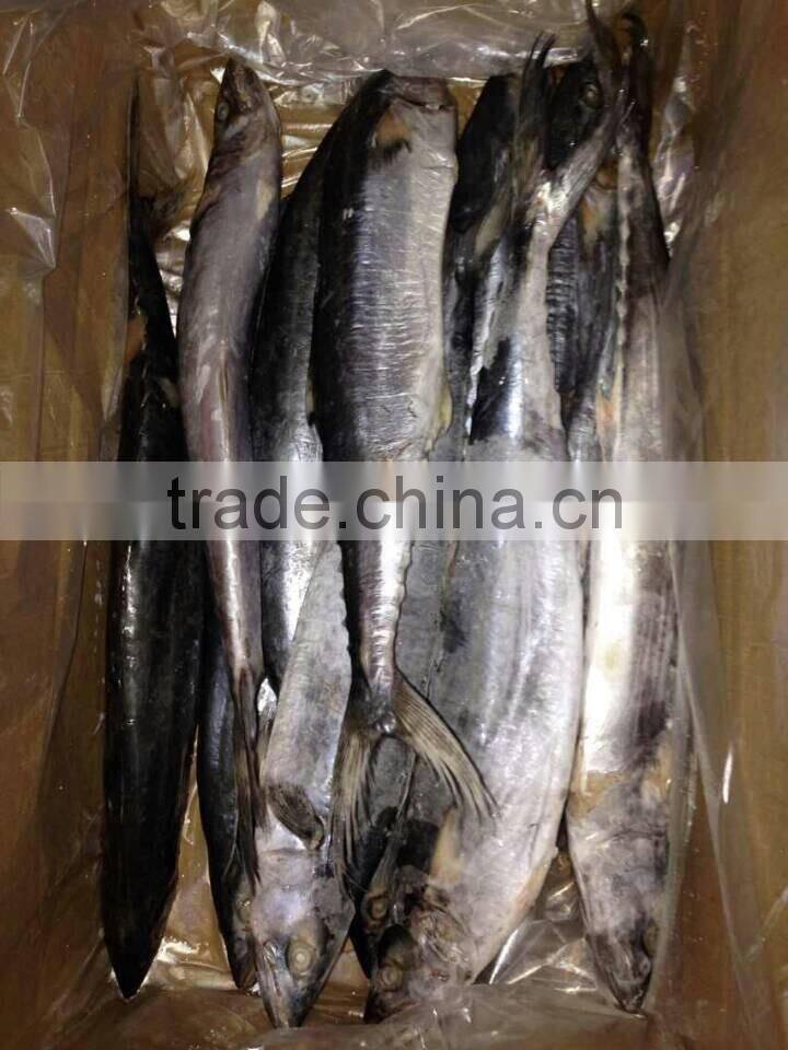 Frozen Spanish Mackerel Fish for sale