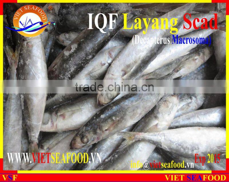 IQF LAYANG SCAD WHOLE ROUND
