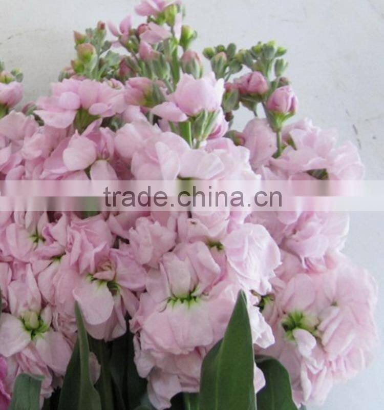 Alibaba china hot-sale cut fresh pink and violet cotton bakers twine