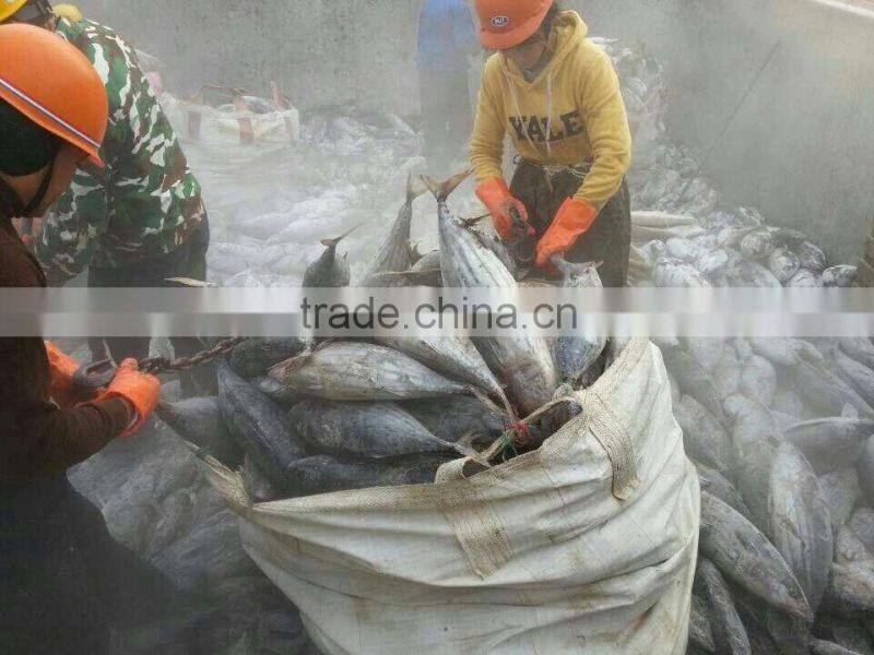 Brine frozen Skip Jack tuna whole round on board