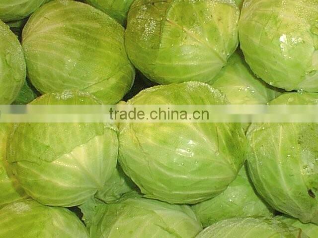 VIETNAM FRESH CABBAGE