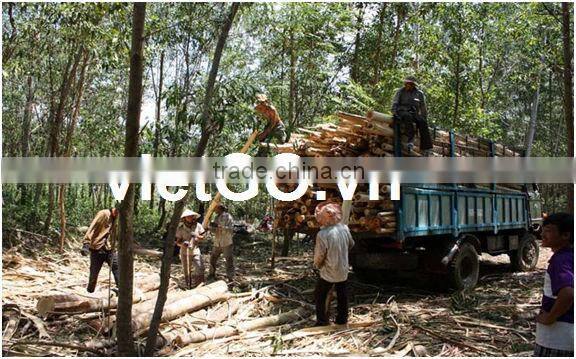 Acacia Wood 03