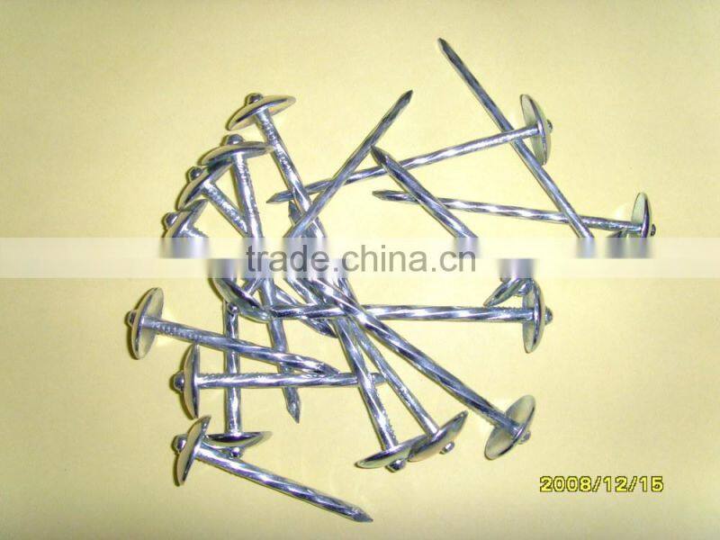 Galvanized roofing nails with umbrella head to African Market