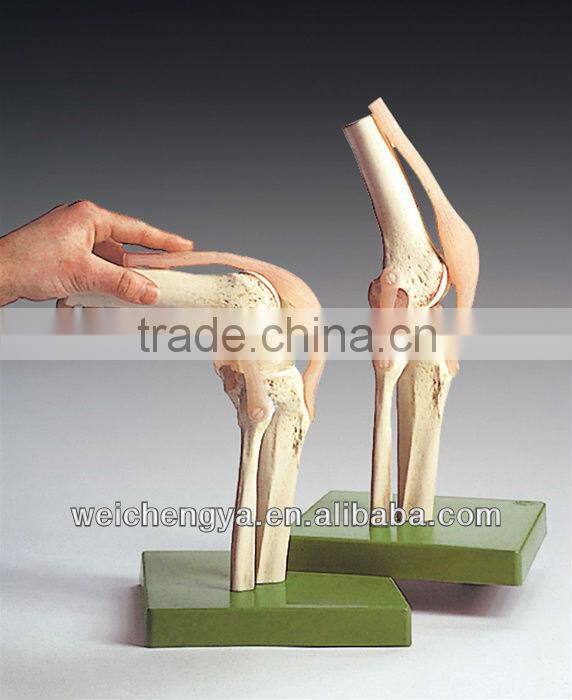 Functional Model Of Life-Size Knee Joint