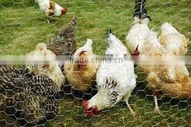 Best Price Hexagonal Chicken Wire Mesh(Factory&ISO9001)