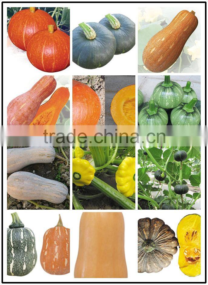 Hybrid milk white Pumpkin seeds chinese vegetable seeds For Growing-cream pumpkin