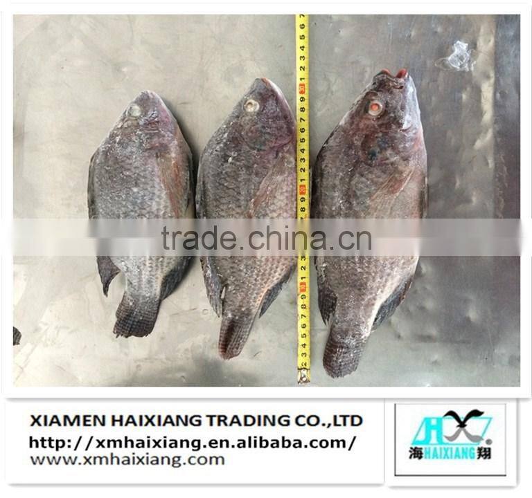 Frozen tilapia fish buyer