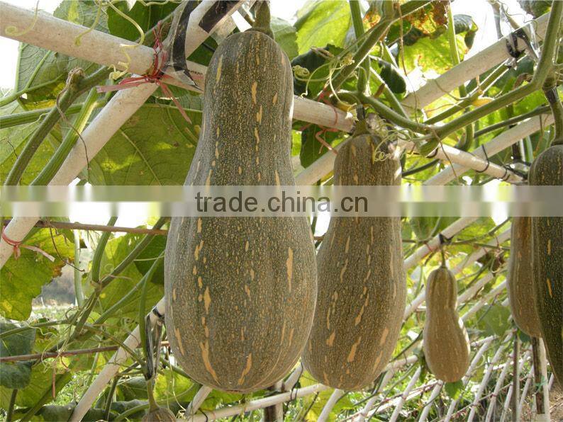 PU02 Lijian f1 hybrid sweet pumpkin seeds for planting