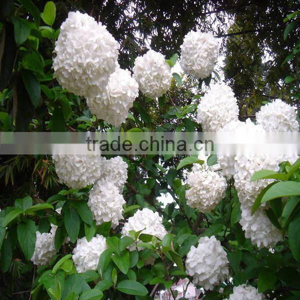 Wholesale cheap fresh cut hydrangea flowers