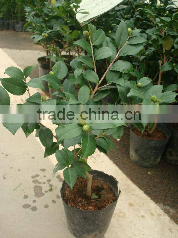 Indoor colors flowers bonsai --Camellia japonica