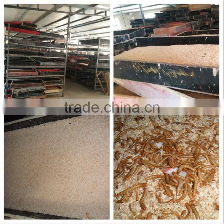 Pet Food Tenebrio Molitors &Dried Mealworm