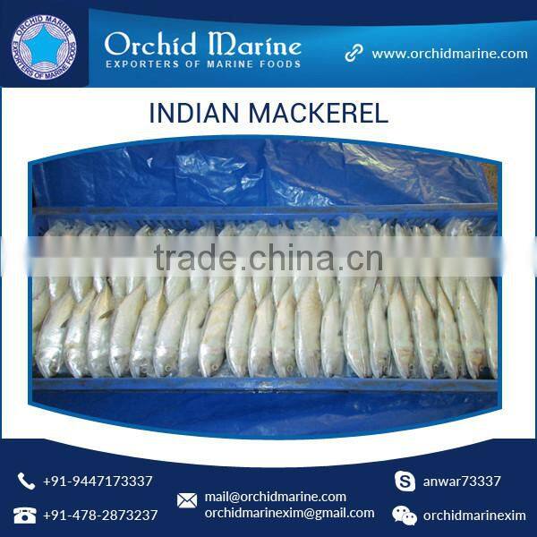 A Grade Good Taste Canned Indian Mackerel Fish Supplier