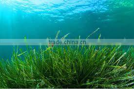 herbal spirulina powder good quality