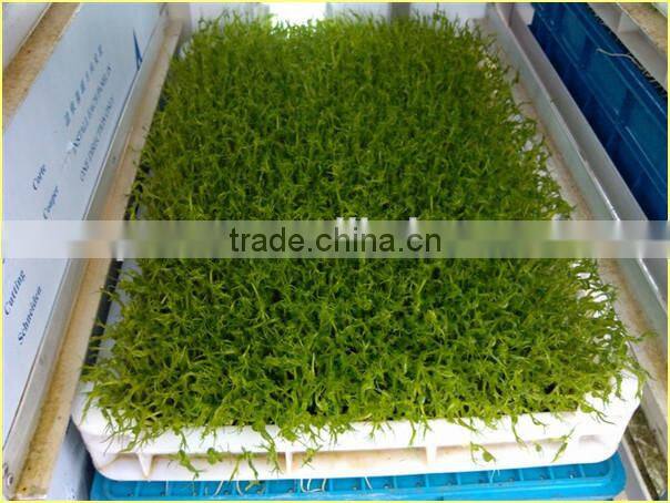 Cattle Fodder Sprout Making Machine | Hydroponic Cattle Fodder Sprout Making Machine | Hydroponic Fodder Making Machine