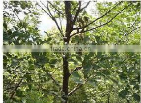 Bulk Health wood comb For Hair ,Beard Comb ,Laser Comb