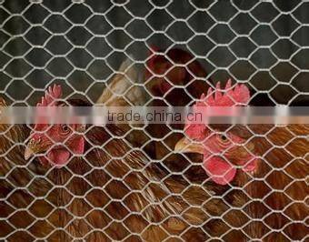Xinxiang competitive Hexagonal Wire Netting
