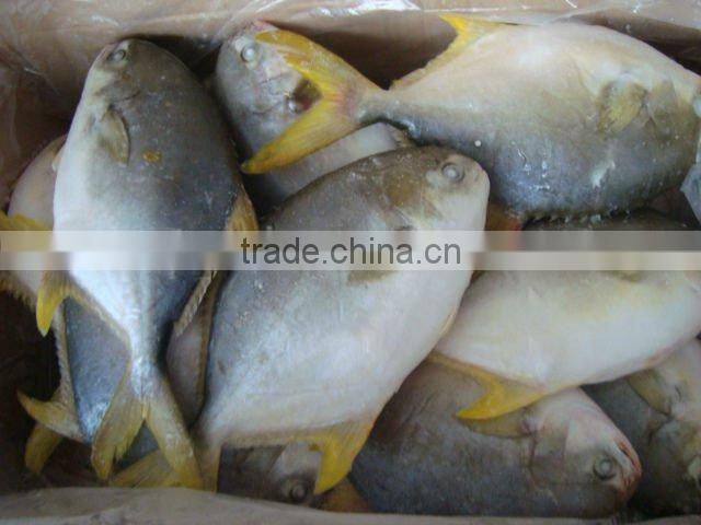 frozen golden pomfret