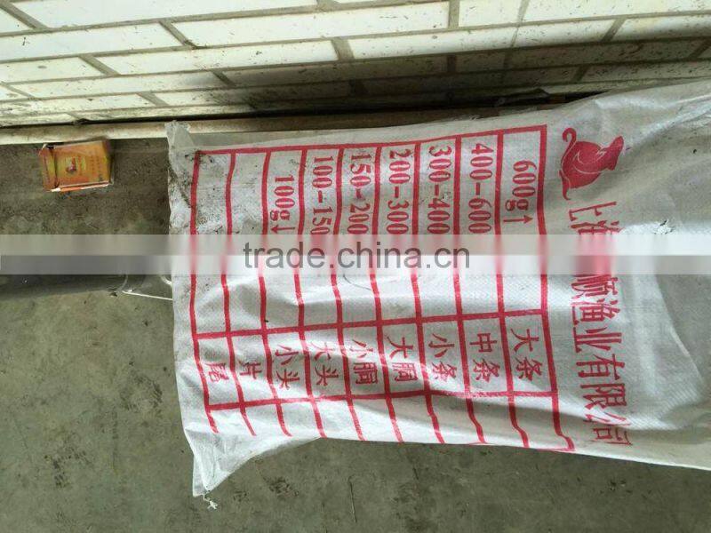 2016 high quality frozen illex squid 200-300g for sale