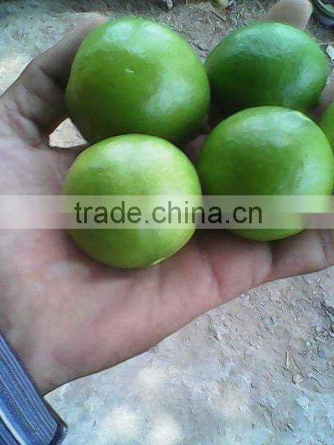 Fresh Lemon Supplier / Manufacture in India