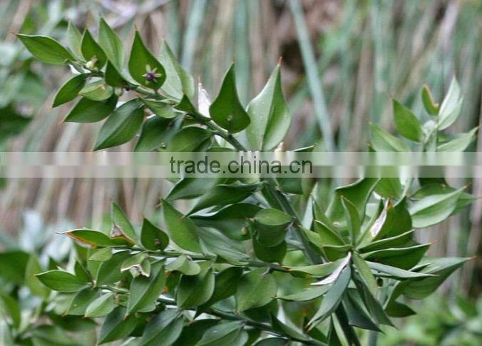 100% Natural best quality Ruscus Aculeatus P.E.