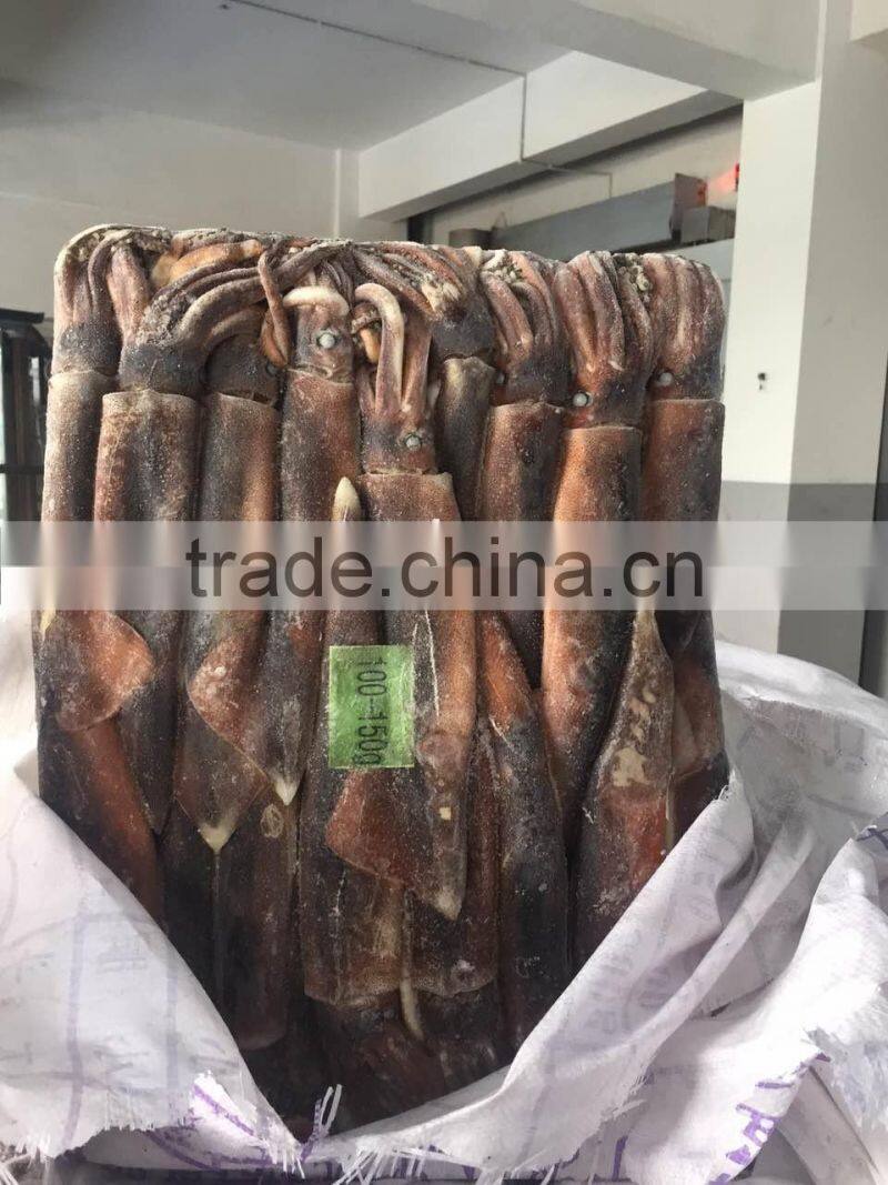 Frozen argentinus argentina illex squid exporter