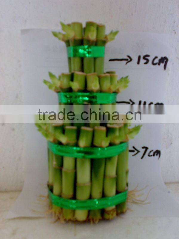 Lucky bamboo towers