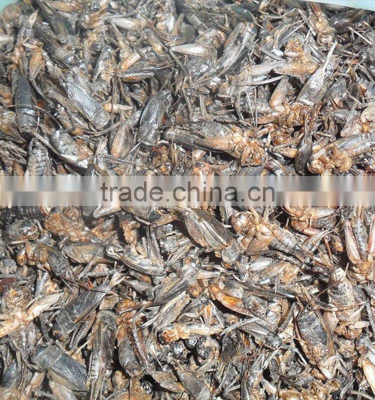 Pet food importers food pet food crickets